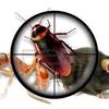 Pest Control - Picture Box