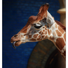 - Berlin Zoo Giraffe 1 - Germany 