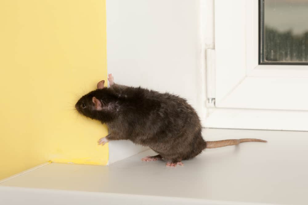 All Pest Exterminating Picture Box