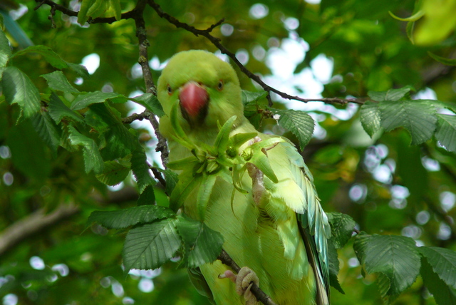 P1020095 Vondelpark