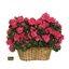 Flower Shop Castleton-On-Hu... - Flower Delivery in Castleton-On-Hudson, NY