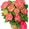 Order Flowers Burlington VT - Flower Delivery in Burlingt...