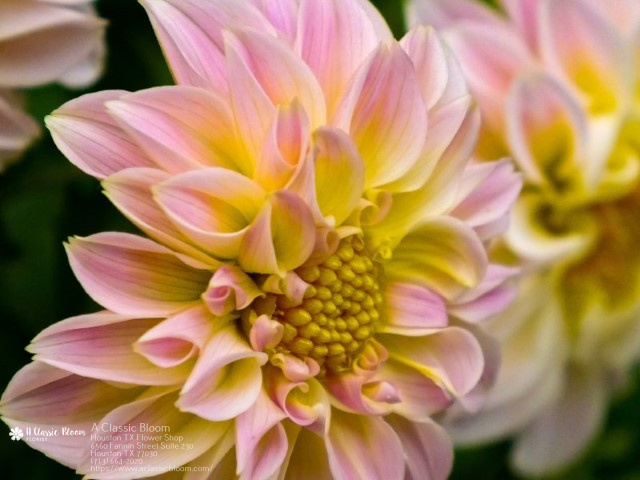 Mothers Day Flowers Houston TX Flower Shop in Houston, TX