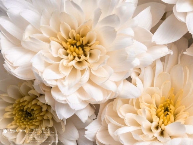 Sympathy Flowers Houston TX Flower Shop in Houston, TX