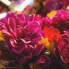 Buy Flowers Chesterfield MO - Flower Shop in Chesterfield...