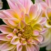 Flower Bouquet Delivery Car... - Flower Shop in Carlsbad, CA