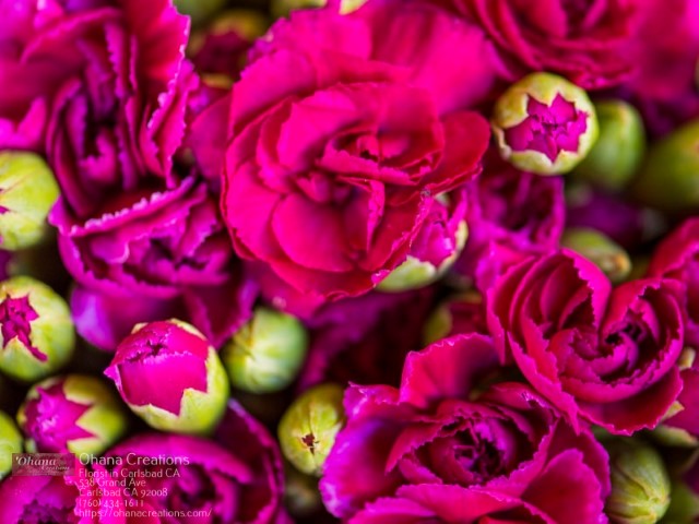 Local Flower Shops Flower Shop in Carlsbad, CA