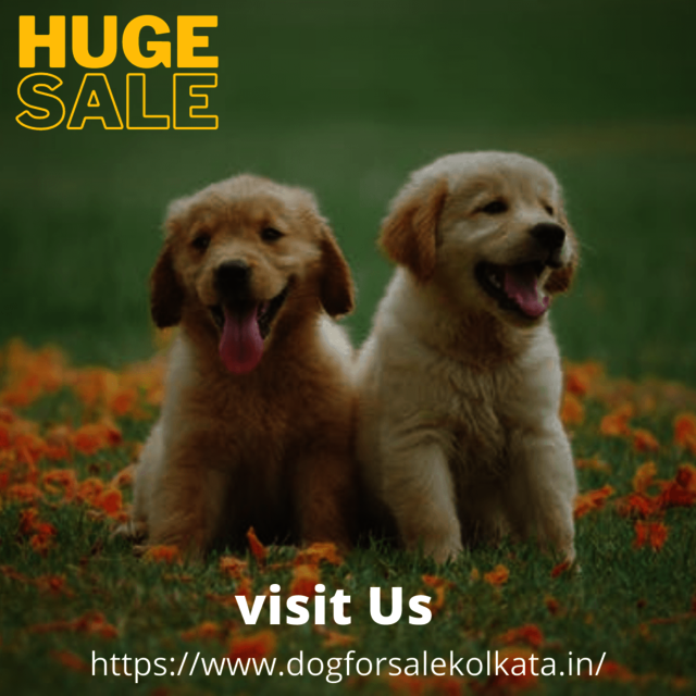 Dog shop in kolkata Picture Box