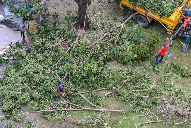 service1 Tree Service of Troy