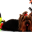 Pet-Grooming - Kristy's Mutt Cutts