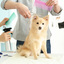 Pet-Grooming-1 - Kristy's Mutt Cutts