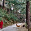 Triund Trek