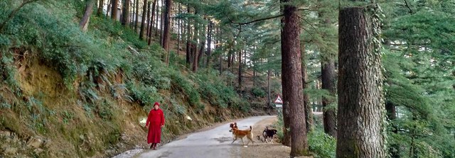 dharamkot Triund Trek