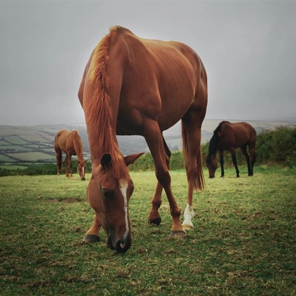 Premier Horse Boarding Long... - Anonymous