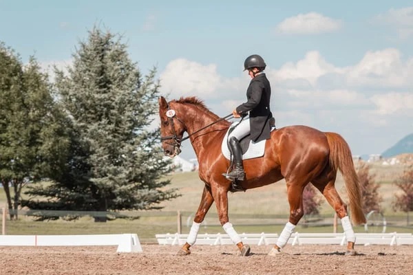 Horse Riding Lessons Long Grove Picture Box