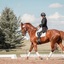 Horse Riding Lessons Long G... - Picture Box