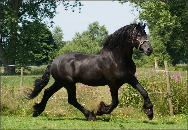 11 - Wessel,Nathan , Friesje 3 juli