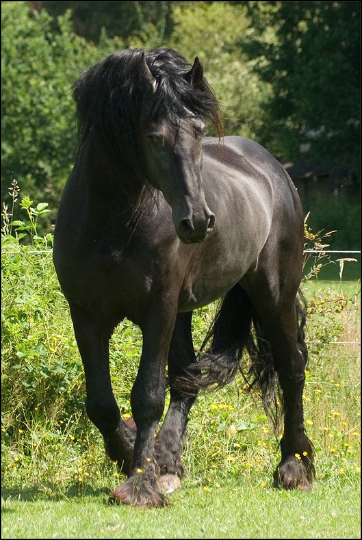 45 - Wessel,Nathan , Friesje 3 juli