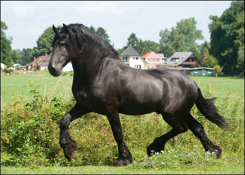 50 - Wessel,Nathan , Friesje 3 juli