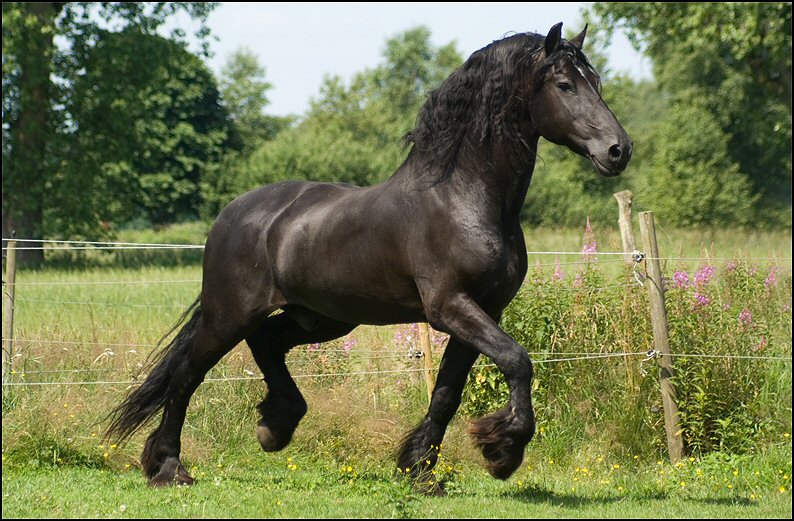51 - Wessel,Nathan , Friesje 3 juli