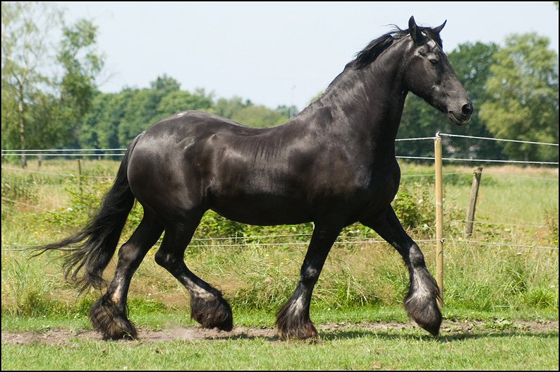 101 - Wessel,Nathan , Friesje 3 juli
