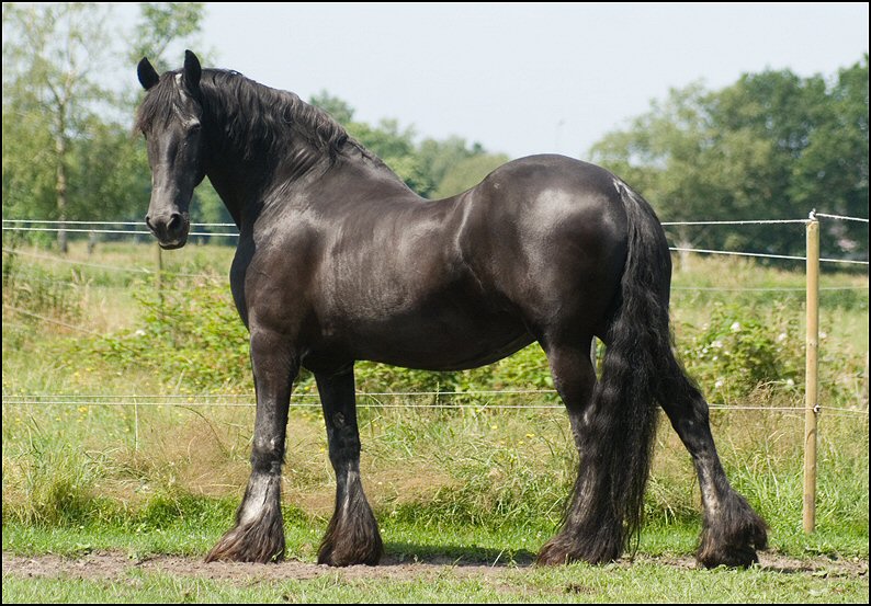 106 - Wessel,Nathan , Friesje 3 juli