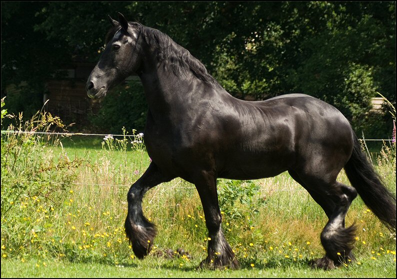 110 - Wessel,Nathan , Friesje 3 juli