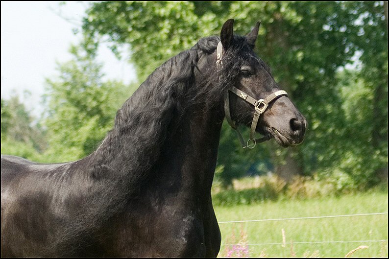 148 - Wessel,Nathan , Friesje 3 juli