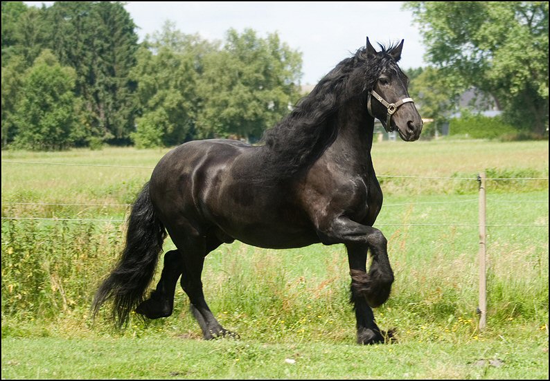 168 - Wessel,Nathan , Friesje 3 juli