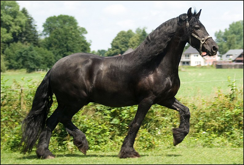 170 - Wessel,Nathan , Friesje 3 juli