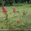 DSC 0665-BorderMaker - Vakantie zuid limburg 2021