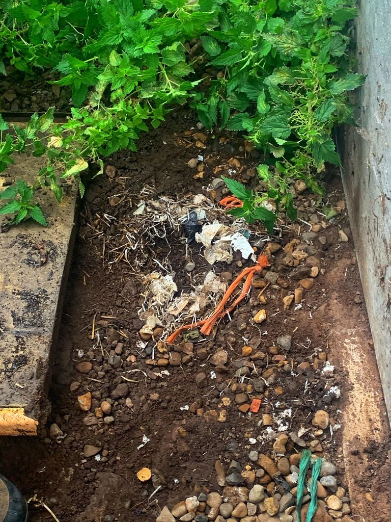 Wasp Control Picture Box