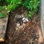 Wasp Control - Picture Box