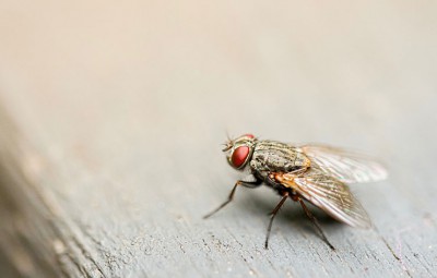 Pest Control Picture Box