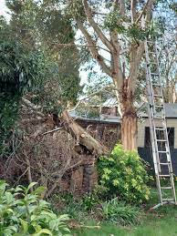 Tree Removal Picture Box