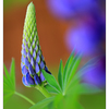Lupine 2021 - Close-Up Photography