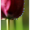 Tulip 2021 2b - Close-Up Photography