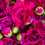Flower Delivery Chillum MD - Florist in Takoma Park MD