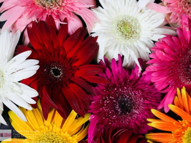 Same Day Flower Delivery Stuart FL Florist in Port St Lucie, FL