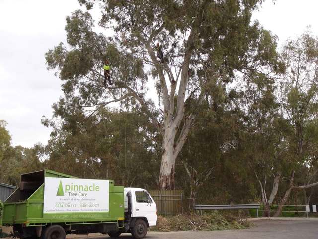 P8190133-1 Pinnacle tree care - stump grinding in adelaide