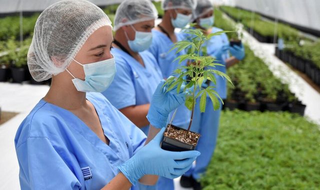 Why Medigreens Cbd Gummies Are So Popular Now? Picture Box