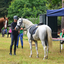 DSC 0426 - Paardenvierdaagse Barchem