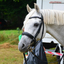 DSC 0427 - Paardenvierdaagse Barchem