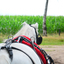 DSC 0444 - Paardenvierdaagse Barchem