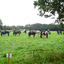 DSC 0477 - Paardenvierdaagse Barchem