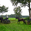 DSC 0478 - Paardenvierdaagse Barchem