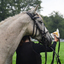 DSC 0480 - Paardenvierdaagse Barchem