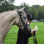 DSC 0481 - Paardenvierdaagse Barchem