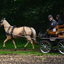 DSC 0545 - Paardenvierdaagse Barchem