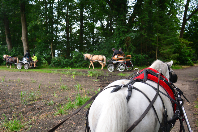 DSC 0558 Paardenvierdaagse Barchem